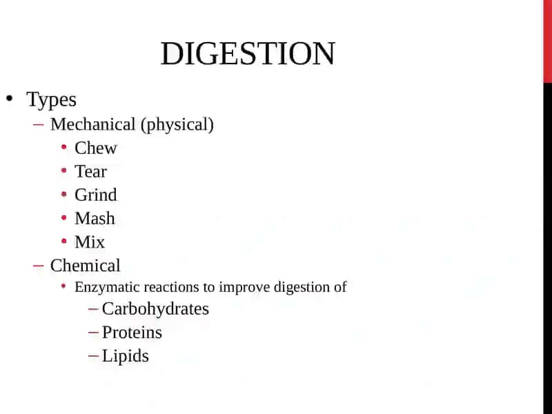 Digestive System 3