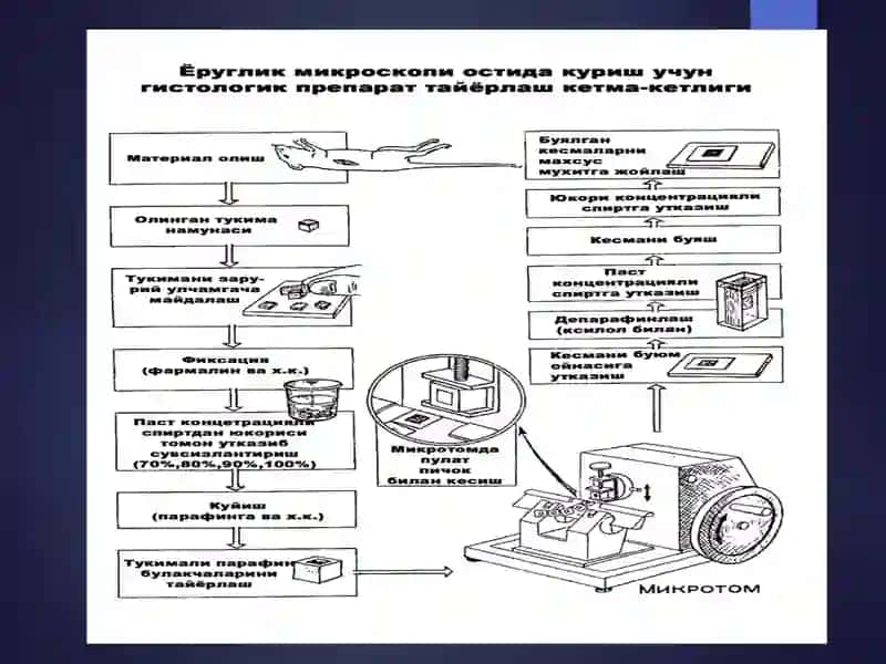 Цитология 3