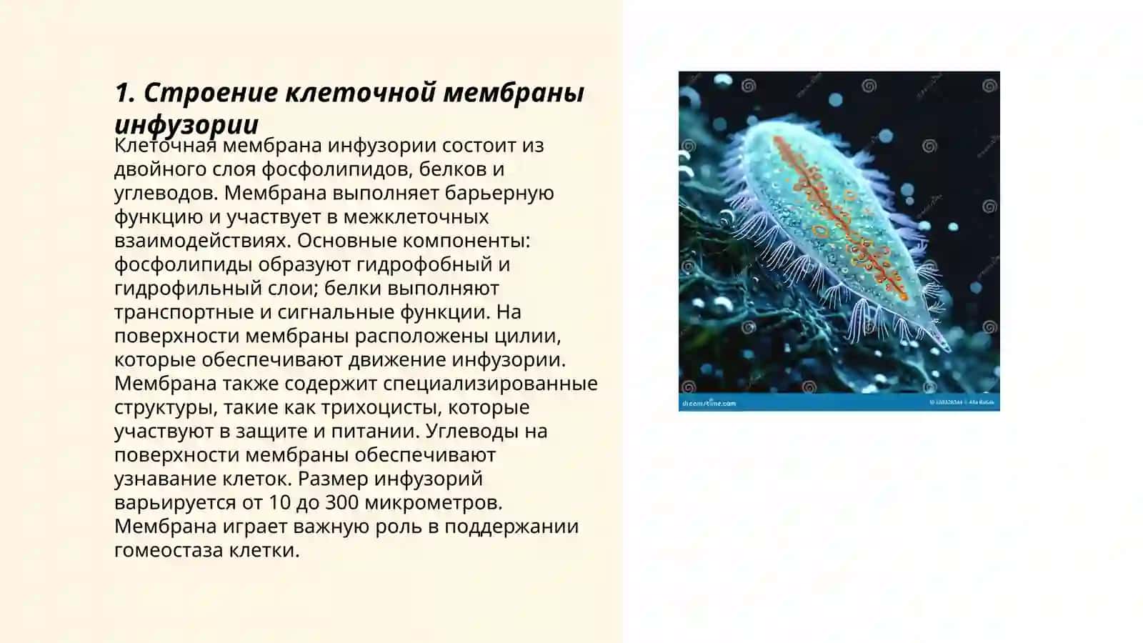 Особенности строение инфузории 3