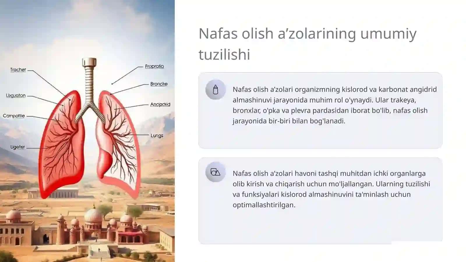 Nafas olish aʼzolarining tuzilishi 3