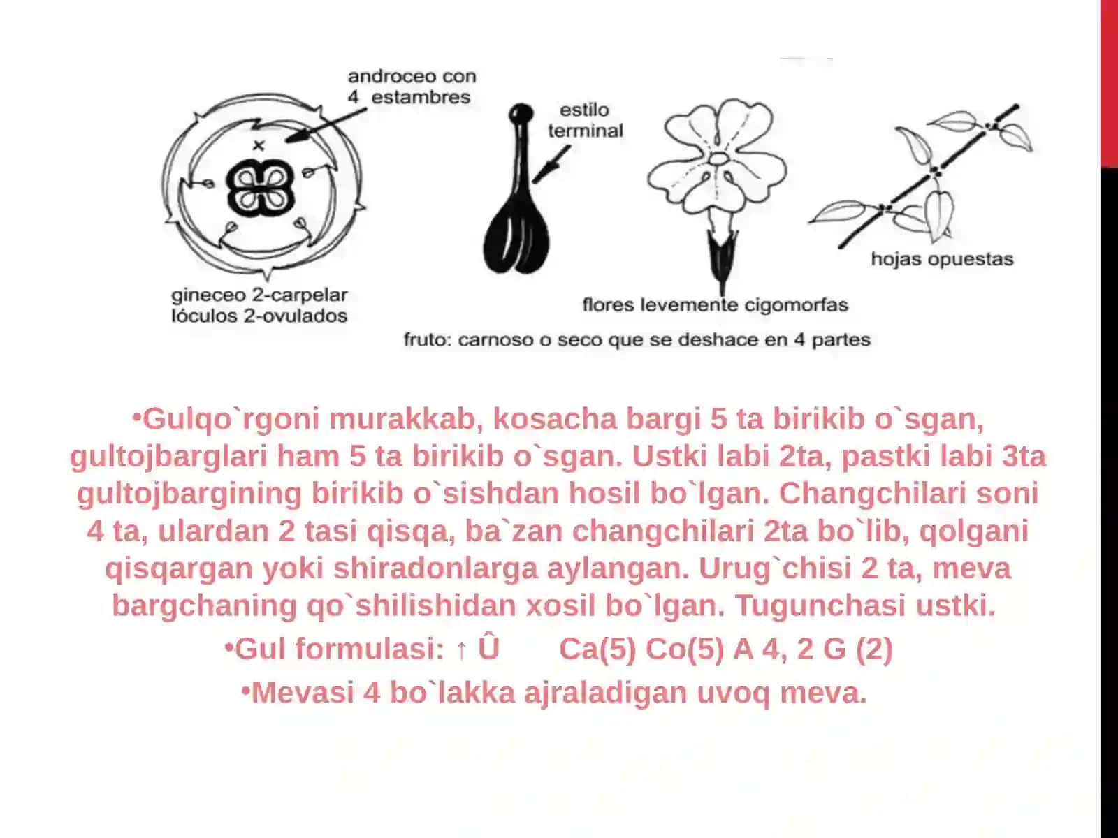 Yalpiznamolar qabilasi - Lamiales 3
