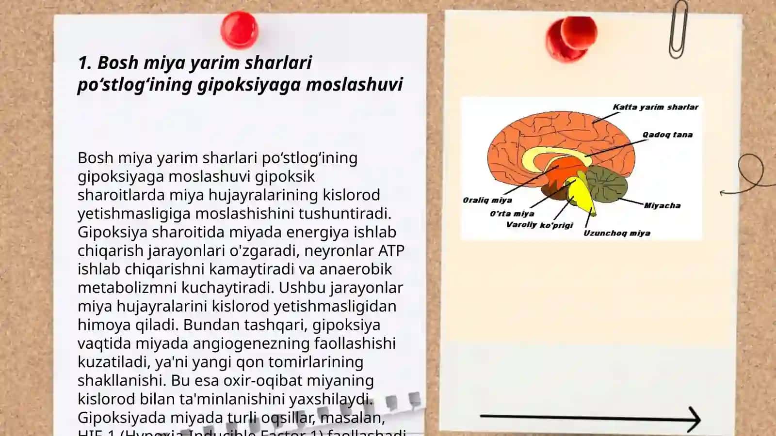 Bosh miya yarim sharlari po‘stlog‘ining gipoksiyaga reaksiyasi. Miyachada neyronlararo aloqalar.Miyacha Purkinye hujayralarining tashqi ta'sirlarga va gipoksiyaga reaktsiyalari 3