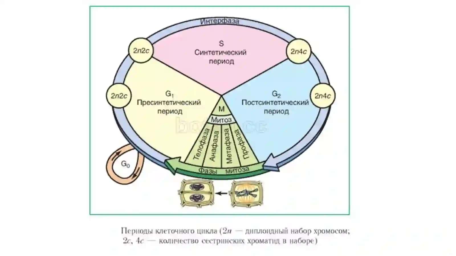 Клеточный цикл 3