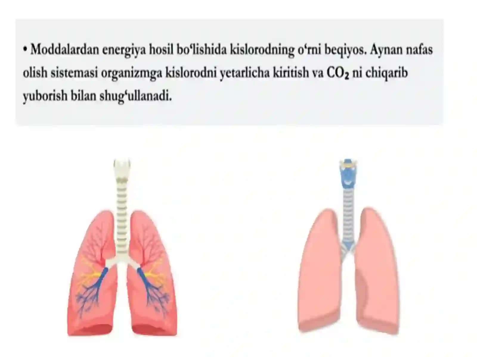 Nafassistemasifiziologiyasi 3