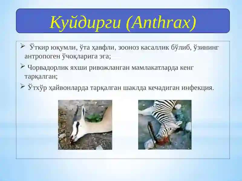 Куйдирги (Anthrax) 3