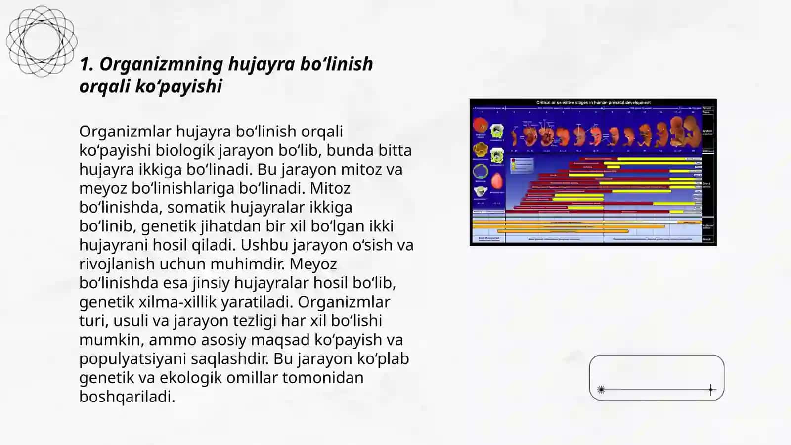 Organizmlarning ko'payishi, embrional rivojlanishning umumiy qonuniyatlari 3