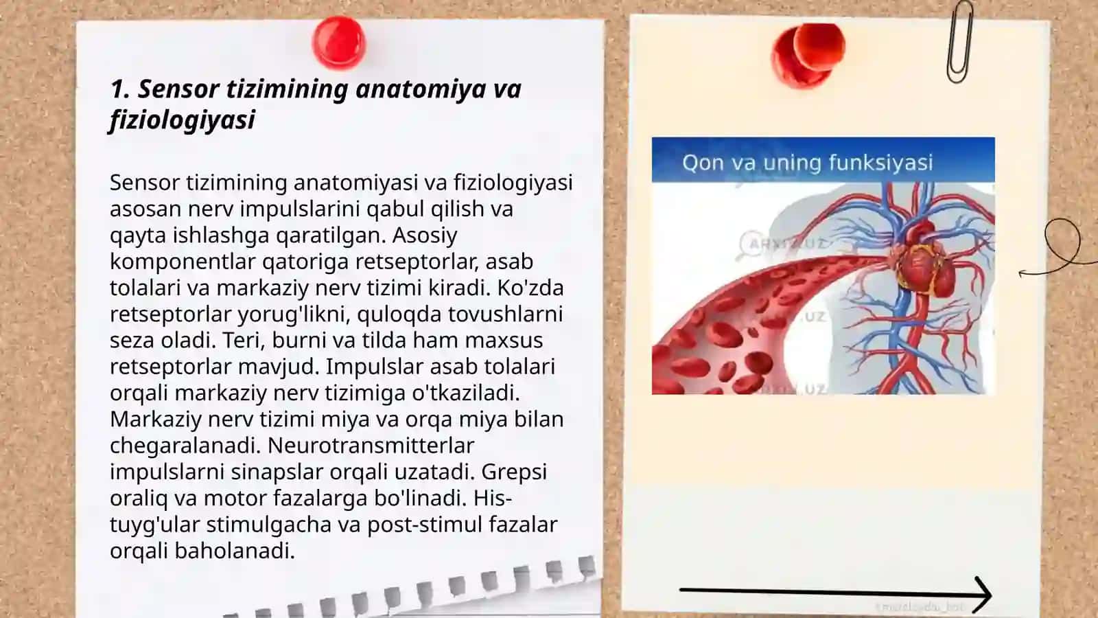Sensor tiziminig yoshga oid retseptlar-analizatorlar fiziologiyasi va gigiyenasi 3