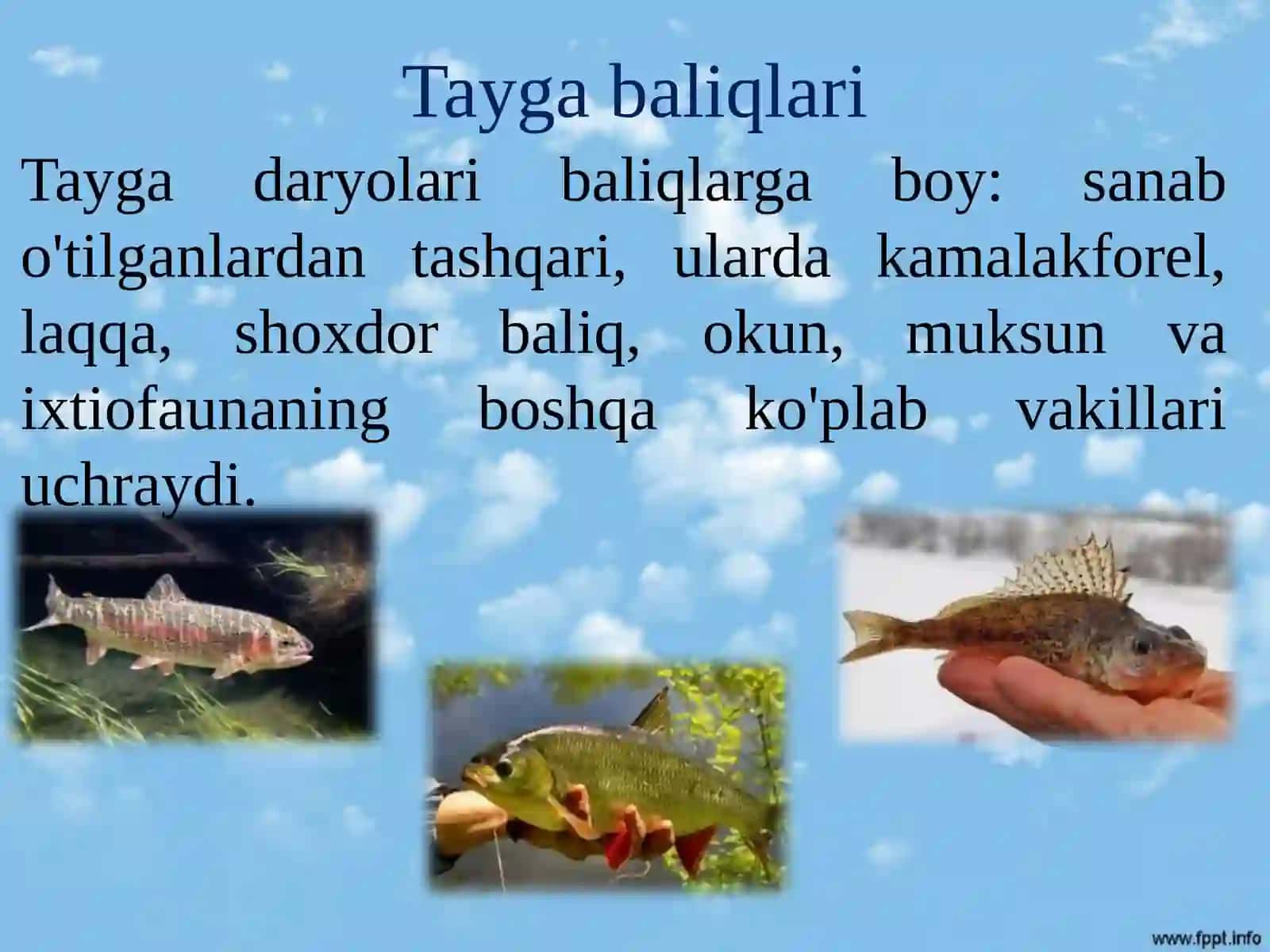 Biologiya - Tayga hayvonot dunyosi 3