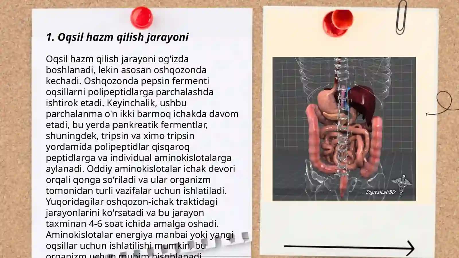 Oqsil hazm qilish jarayoni 3