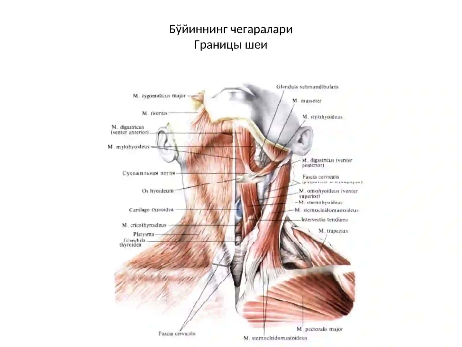 Топографик анатомия ва оператив хирургия асослариТопографическая анатомия с основами оперативной хирургии 3