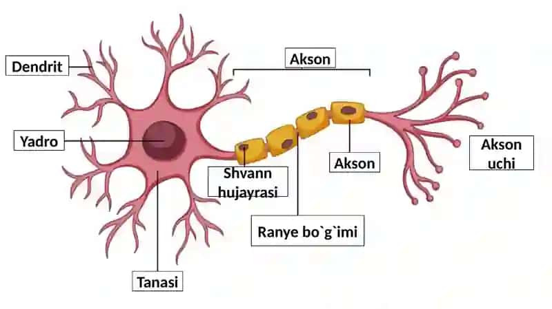 NERV SISTEMASI 3