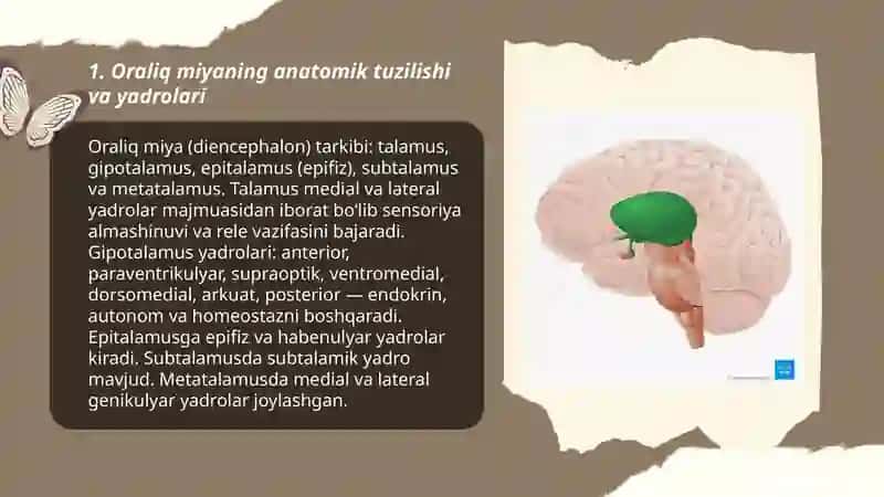 Oraliq miya fiziologiyasi 3
