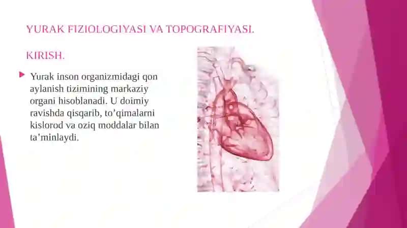 Yurak Fiziologiyasi va Topografiyasi 3
