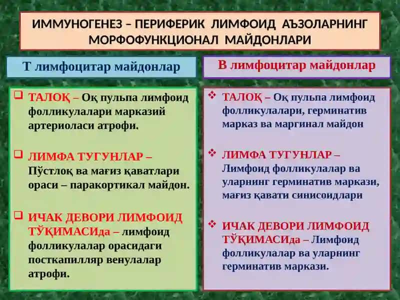 ИММУНОПАТОЛОГИК ЖАРАЁНЛАР. АЛЛЕРГИК ВА АУТОИММУН КАСАЛЛИКЛАР. ИММУН ТАНҚИСЛИГИ 3