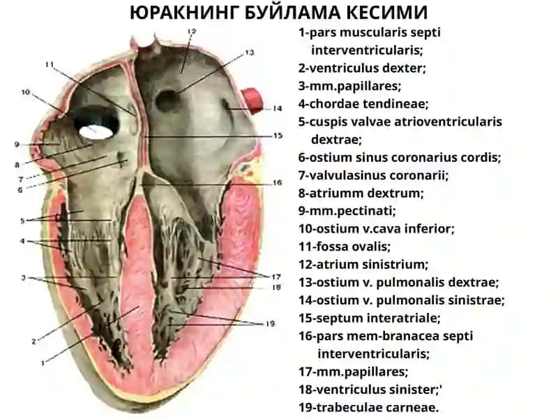 ЮРАК АНАТОМИЯСИ 3