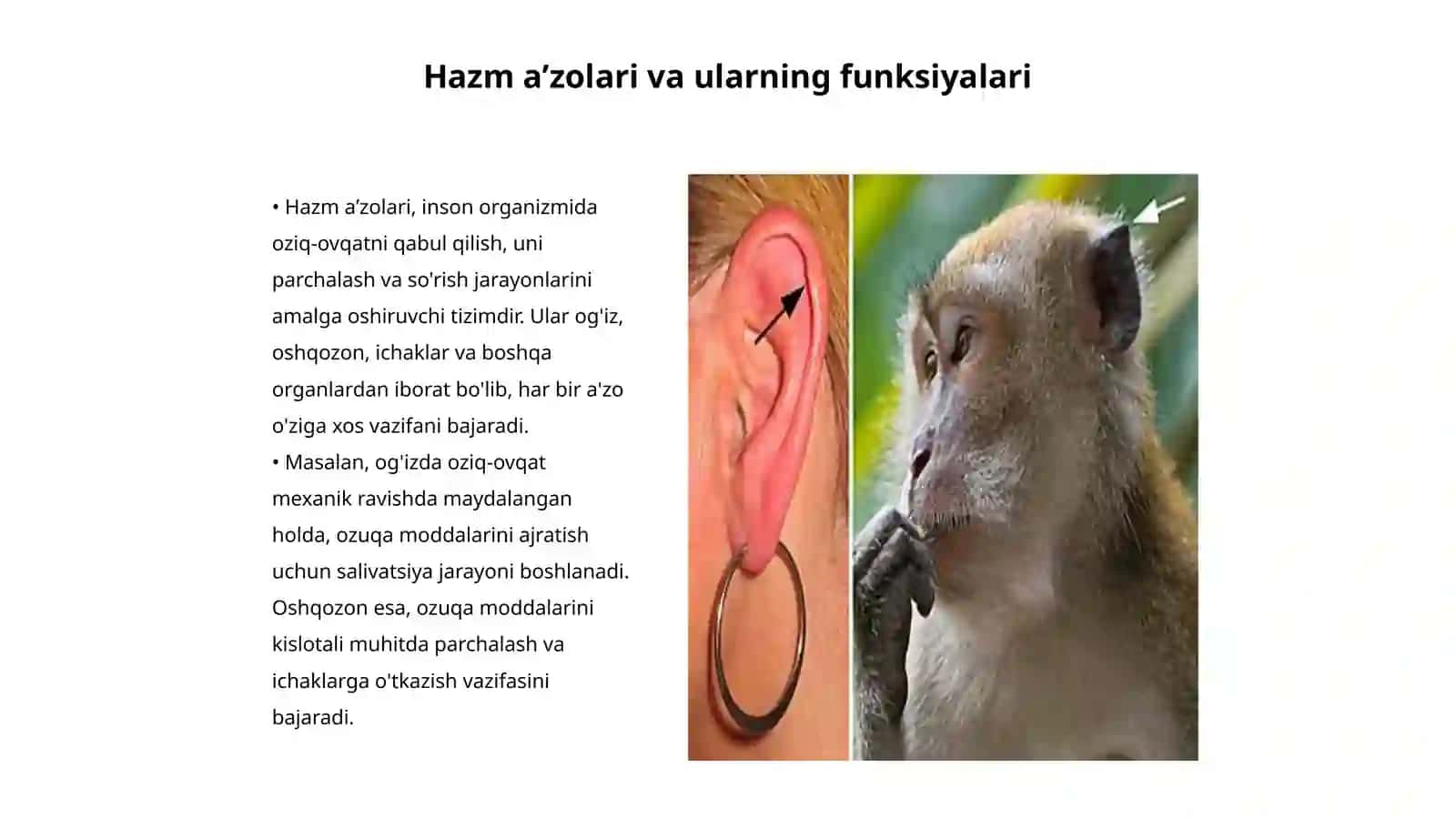 Hazm aʼzolarining rentgenanatomiyasi va rivojlanish nuqsonlari 3