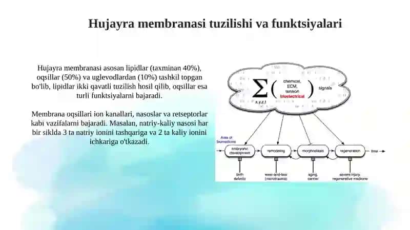 Qoʻzgʻaluvchan toʻqimalar bioelektrikhodisalar 3