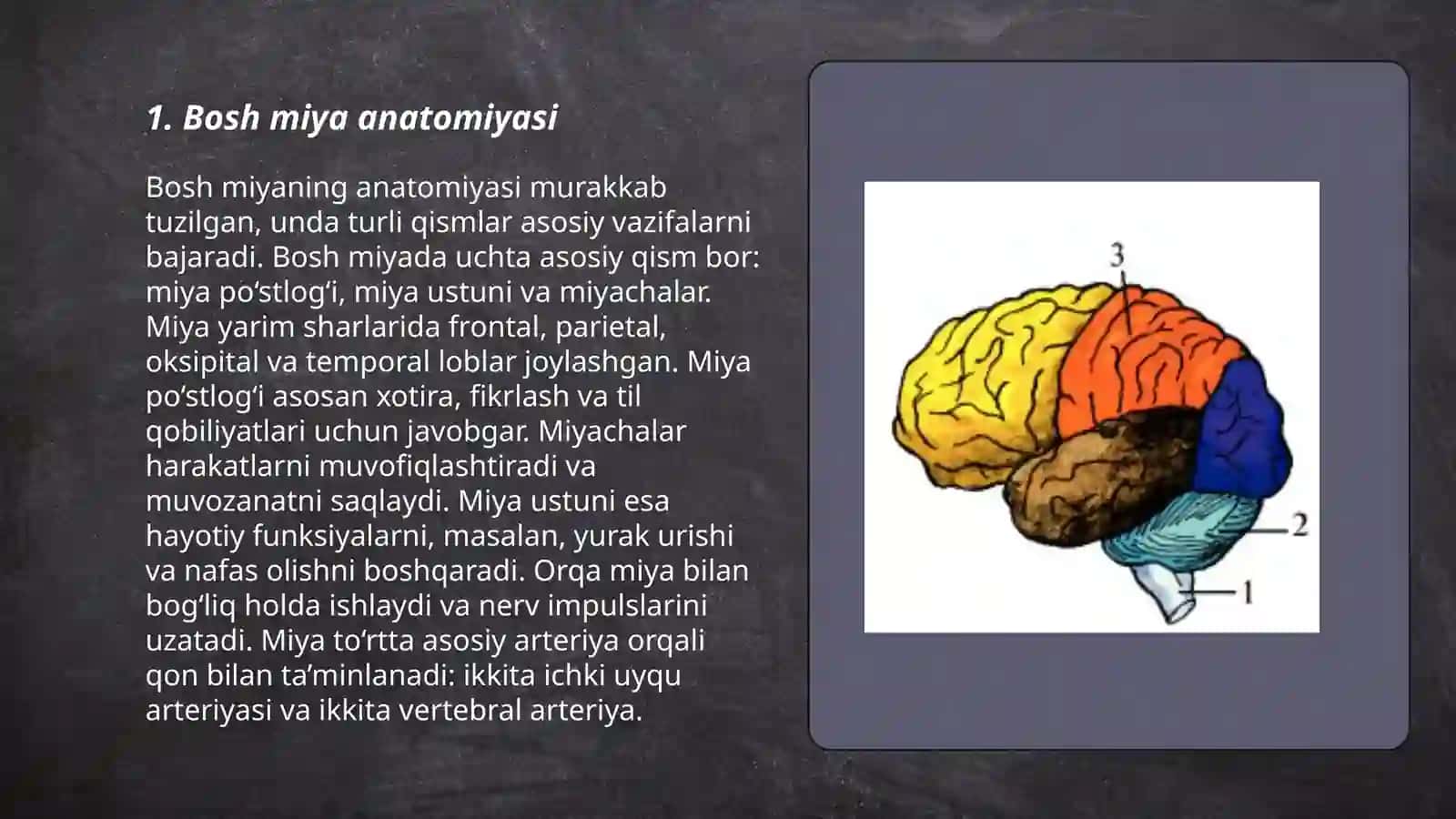 Bosh miya anatomiyasi 3