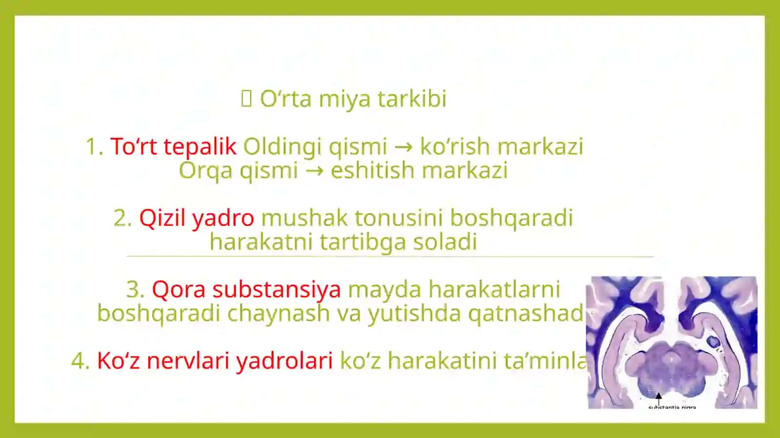 Oraliq miya va miyacha fiziologiyasi. Orta miya. 3