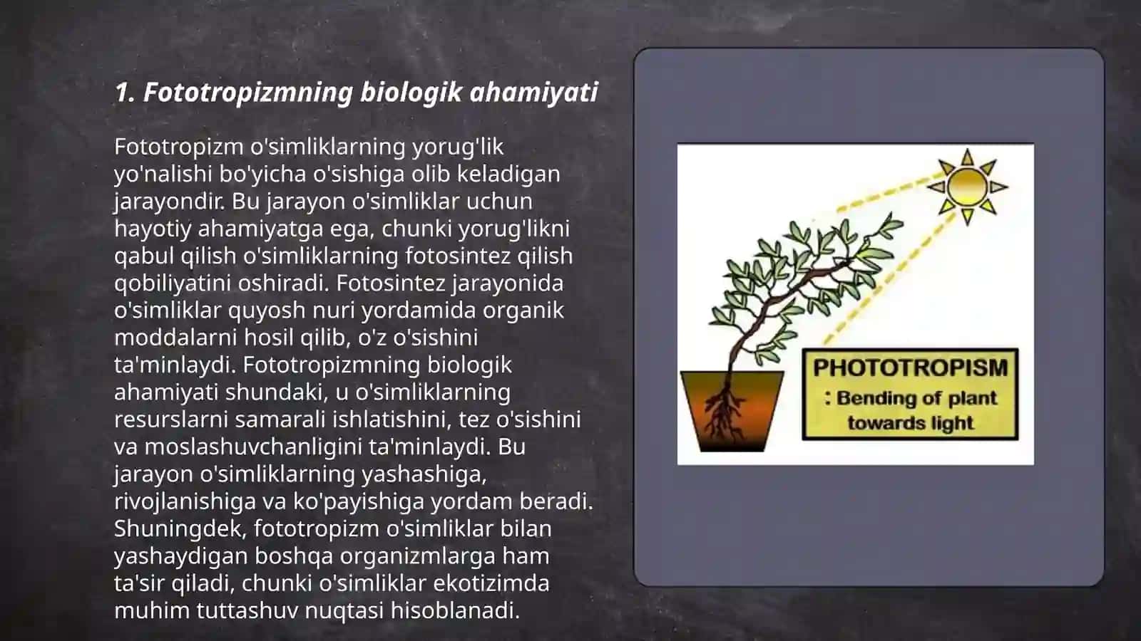 Fototropizmning biologik ahamiyati 3