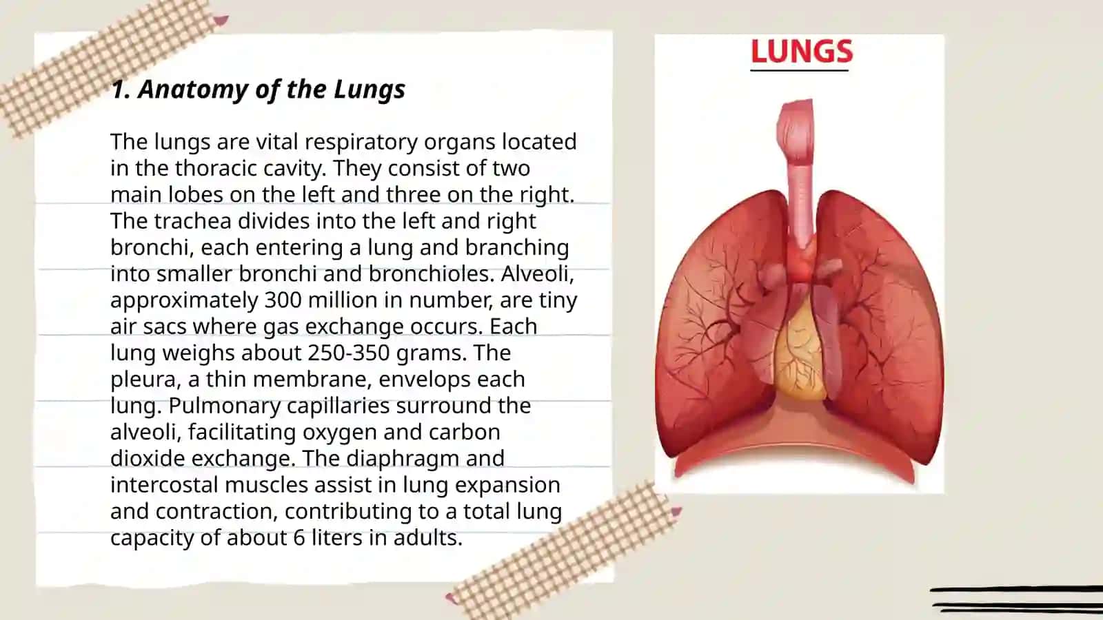 Lungs 3