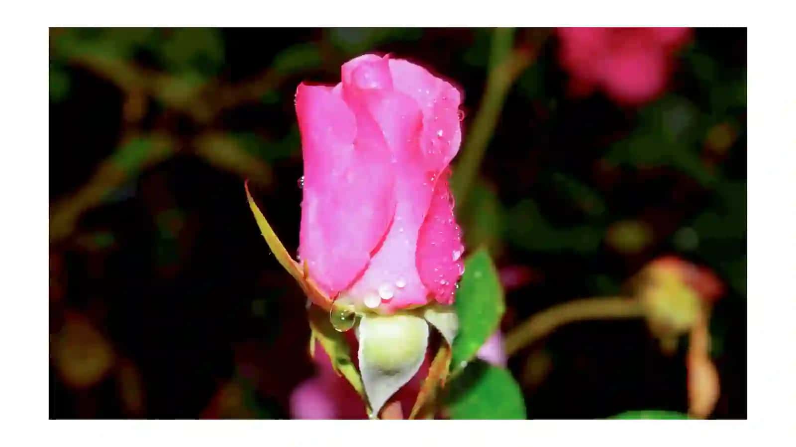 Ranoguldoshlar (Rosaceae) oilasiga mansub manzarali gullarga tavsif 3