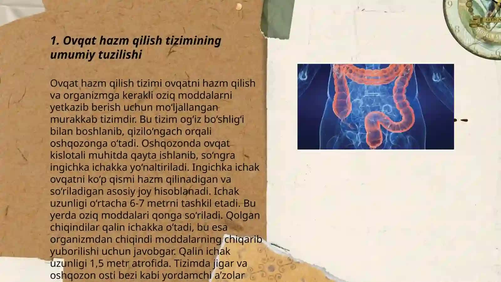 Hazm tizimi fiziologiyasi 3