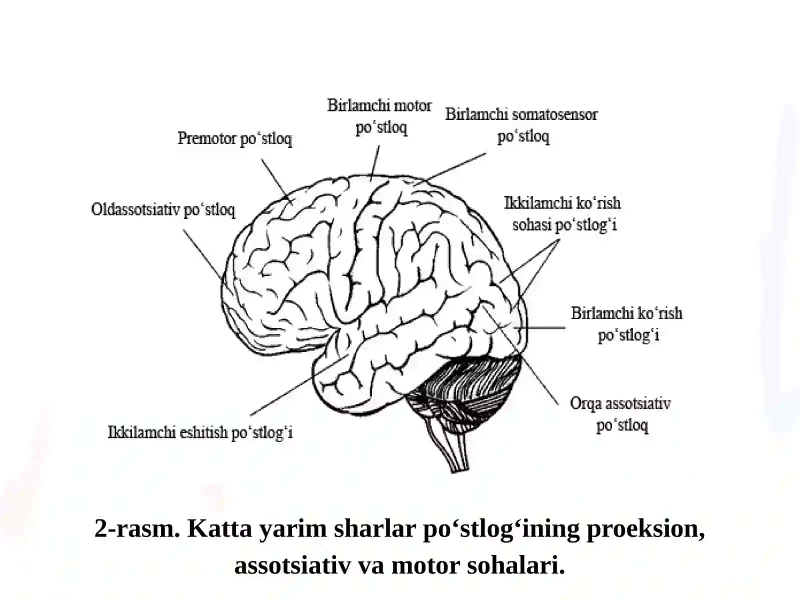Oliy nerv faoliyati fiziologiyasining yosh xususiyatlari 4