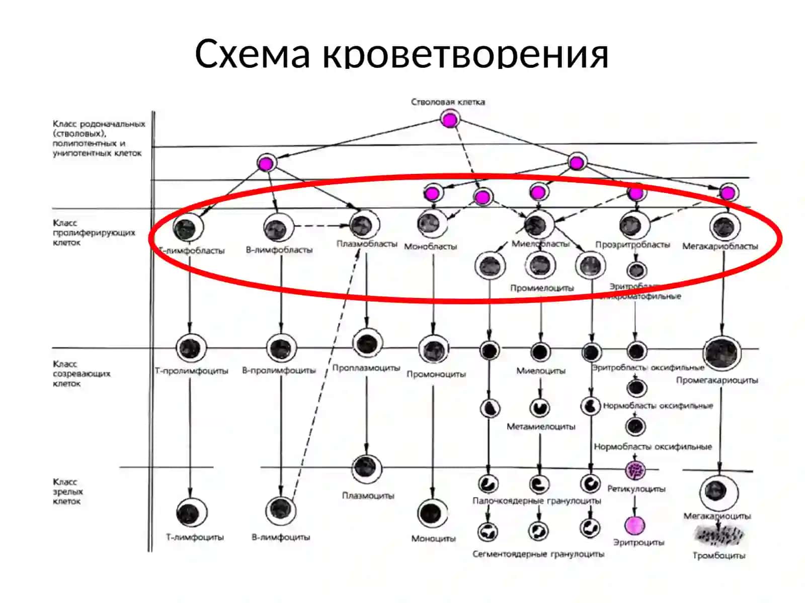 Лейкозы: доска почета. Мы должны их знать… 4