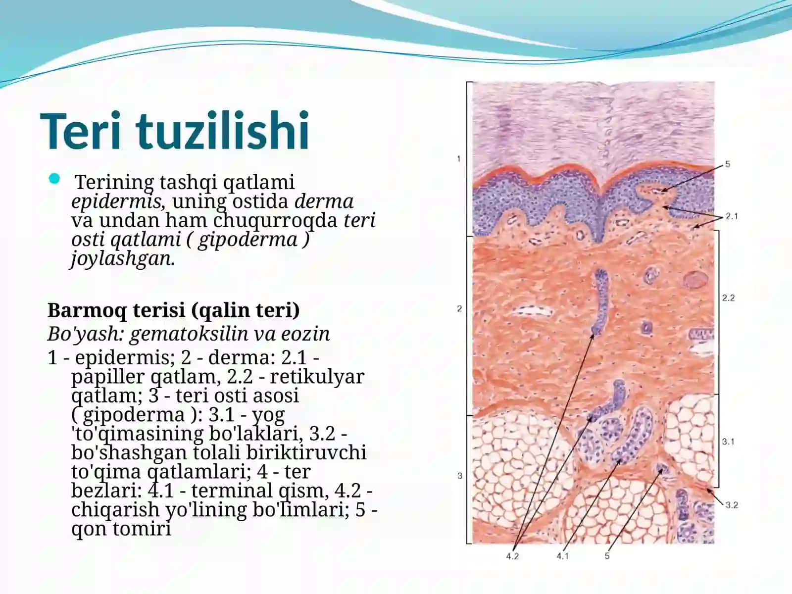 Terivauninghosilalari 4