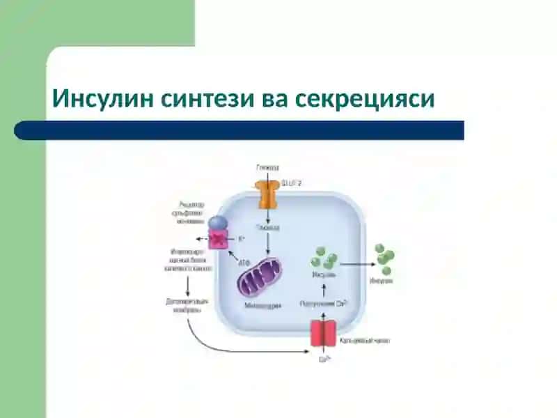Моддалар алмашинуви хасталиклари 4