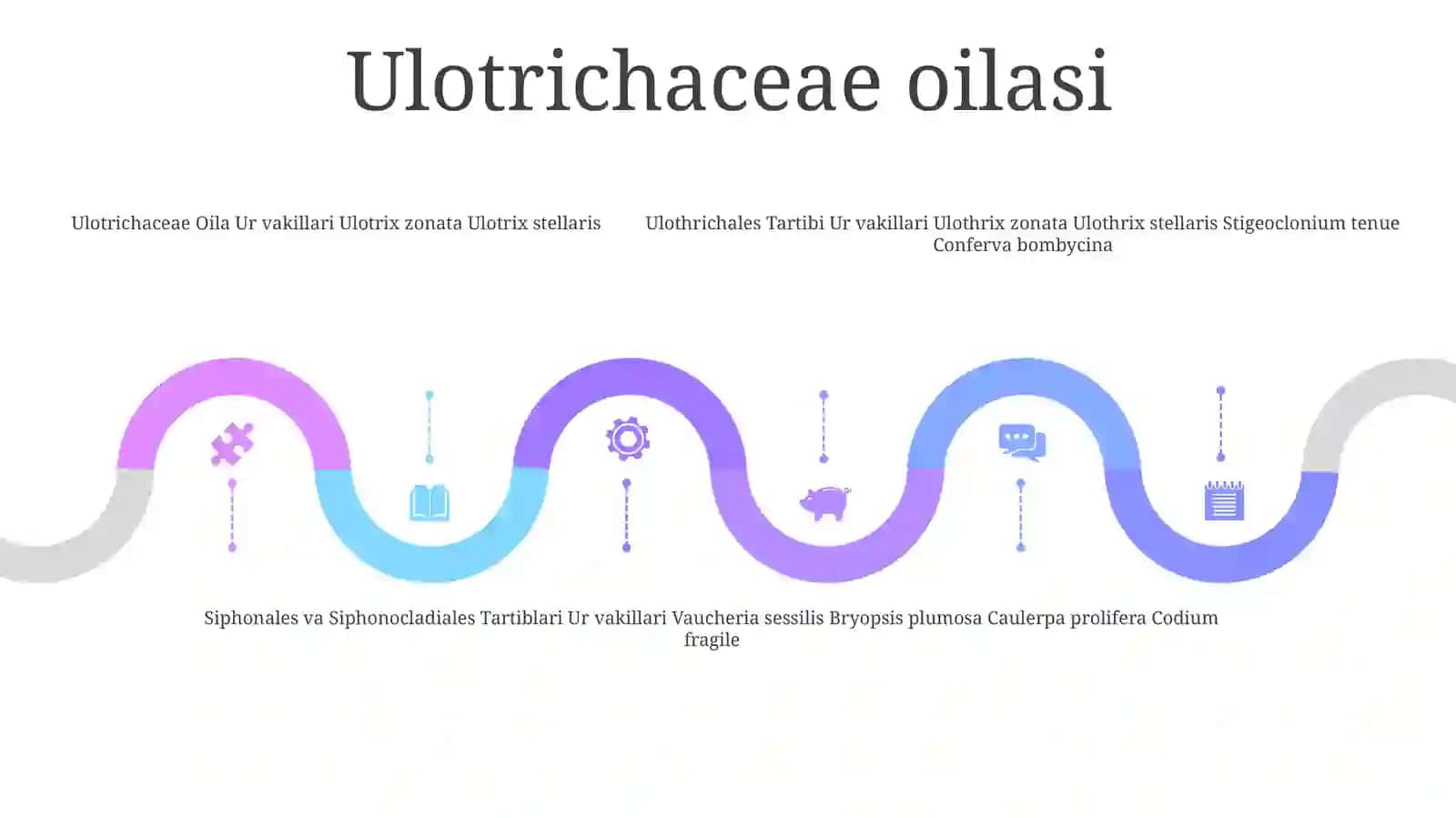Uloltriksnamo,Edogoniumnamo,Sifonnamo Va Sifonokladialnamo SuvoʻTlari Tartiblari Va UlarningVakillariniÒrganish 4
