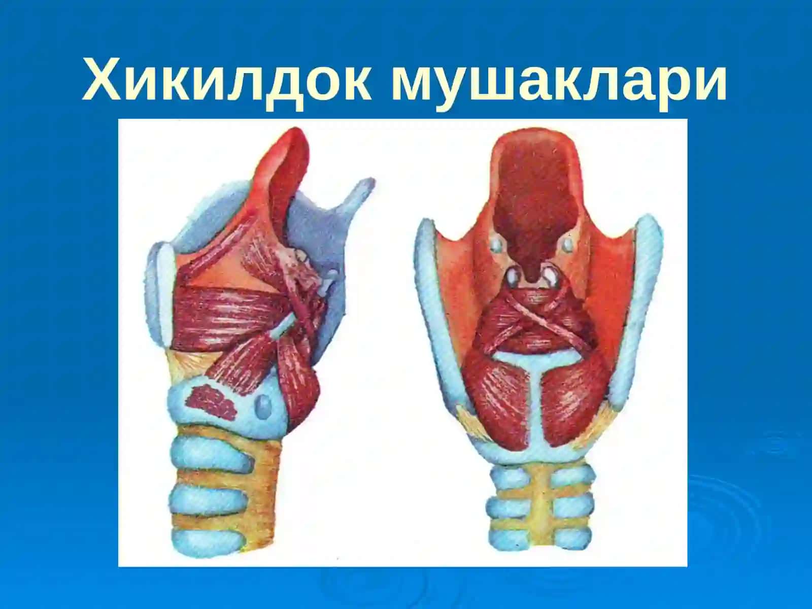 Острые и хронические заболевания глотки 4
