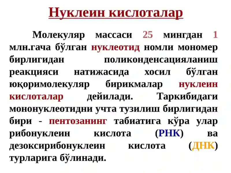 Нуклеин кислоталар тузилиши ва функциялари 4