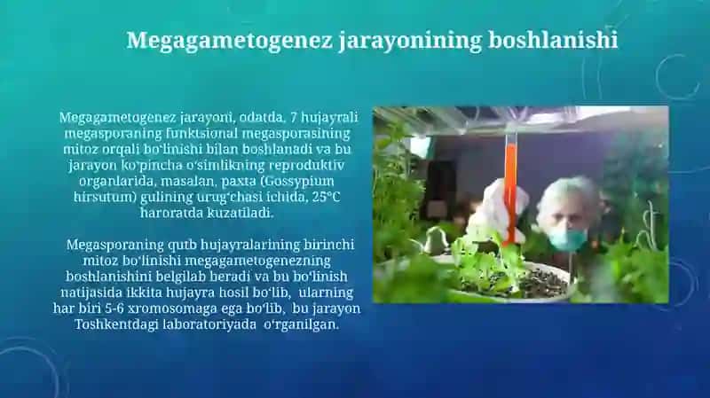 Megasporogenez jarayonlari 4