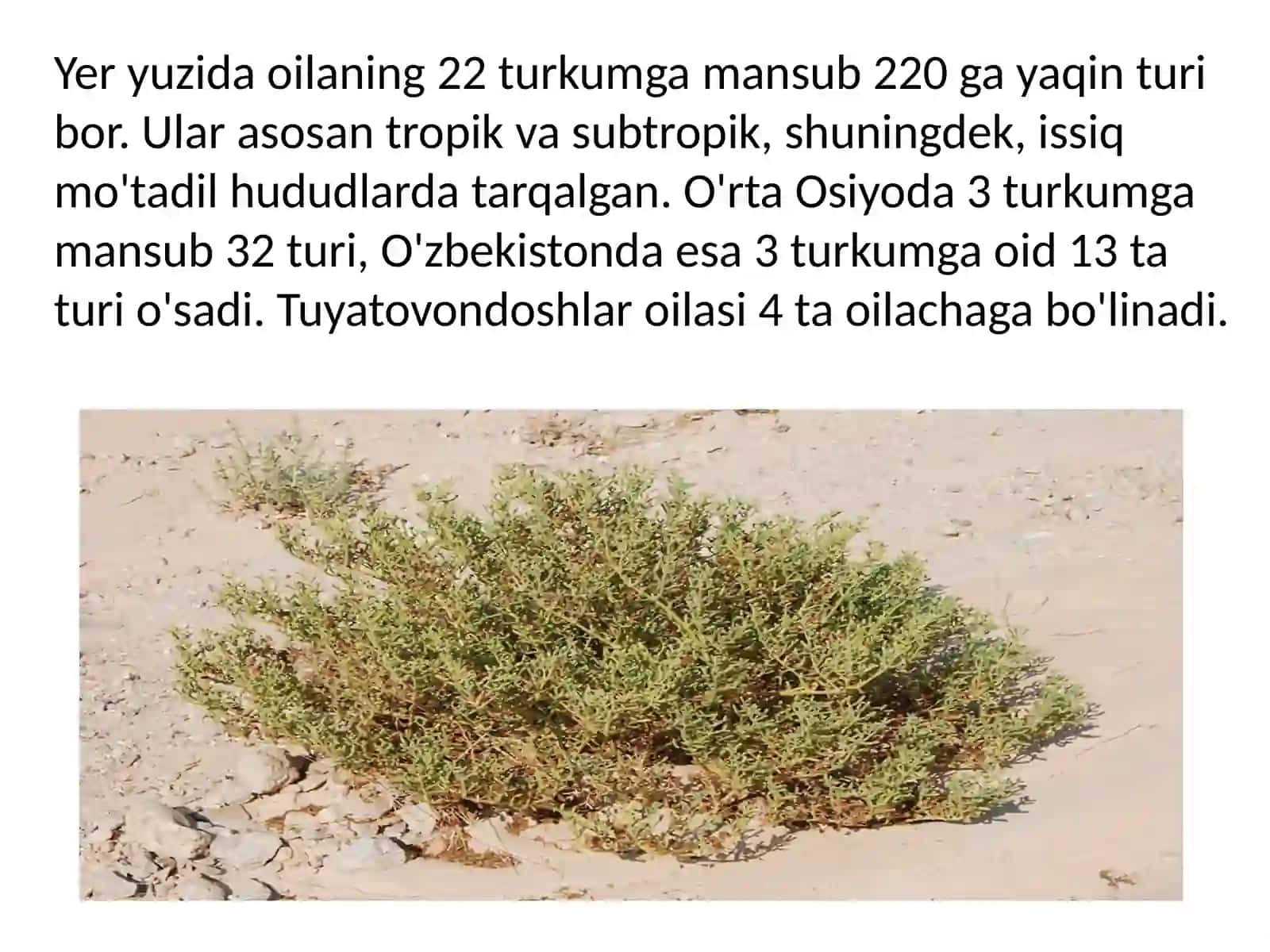 Tuyatovondoshlar oilasi 4