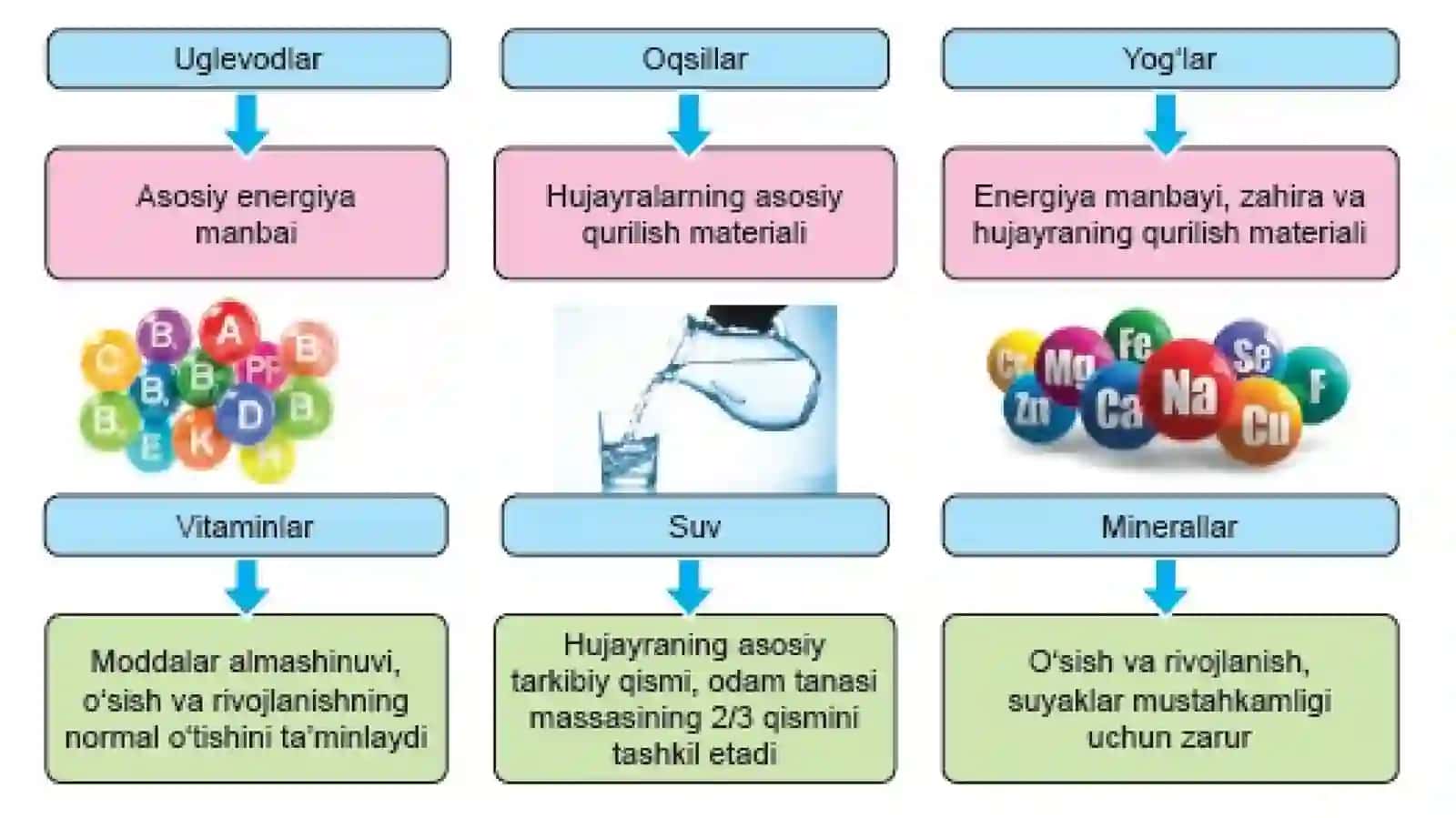 ODAMNING OVQAT HAZMQILISH SISTEMASI 4