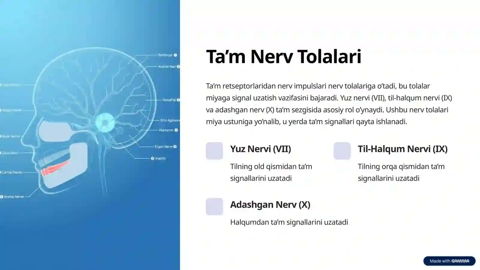 Ta’m Analizatorining Anatomiyasi va Fiziologiyasi 4