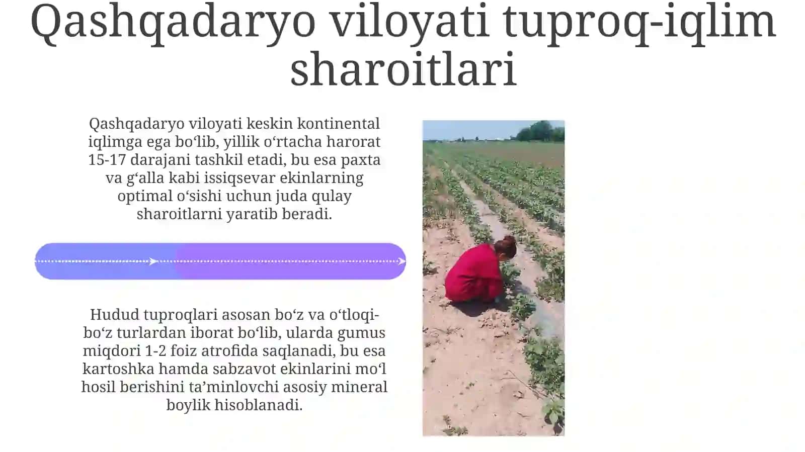 Paxtabugʻdoykartoshkaoʻsimliklariniyetishtirishtexnologiyasivabiologiyasi 4