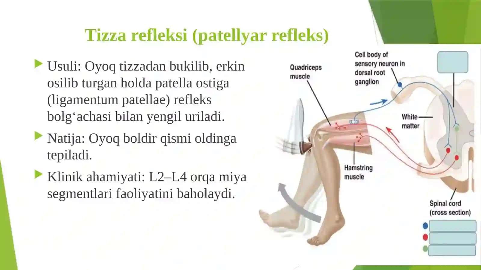 Orqa miya reflekslarini, faol diqqat, ixtiyoriy harakat tezligi, aqliy ishchanlik qobiliyatlarini aniqlash 4