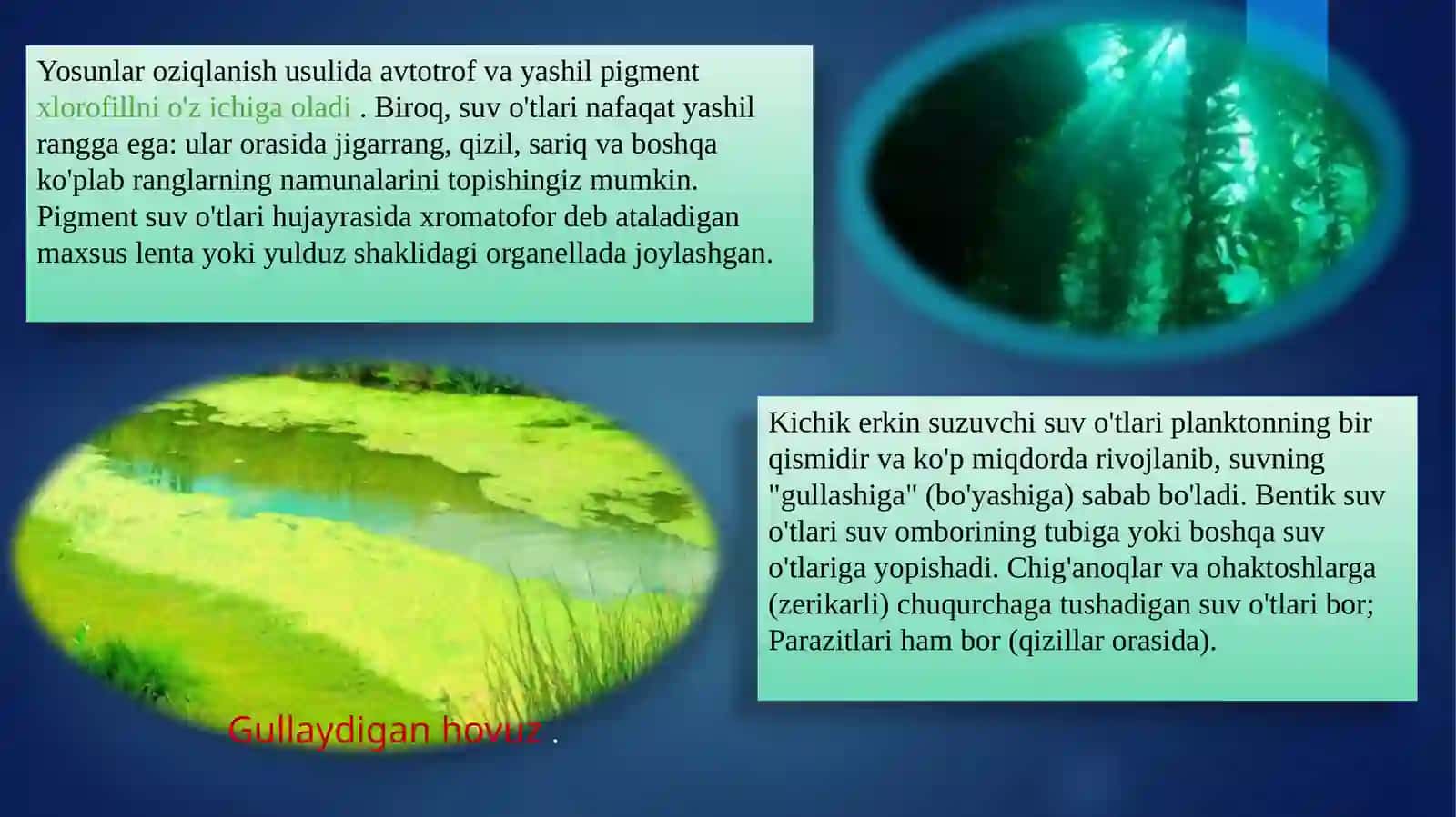 Yosunlar (Yosunlar) 4