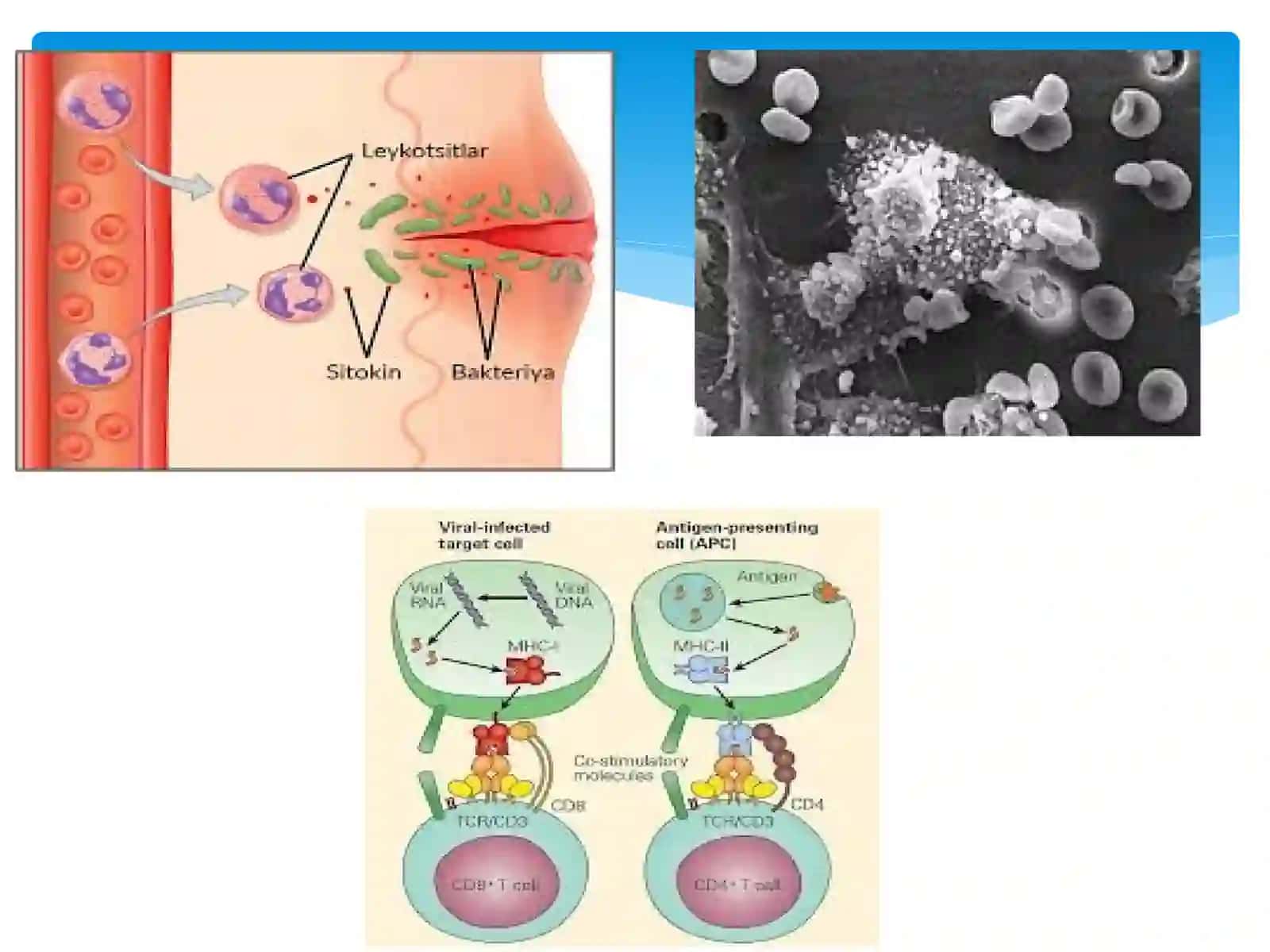 Mikrobiologiya virusologiya va immunologiya 4