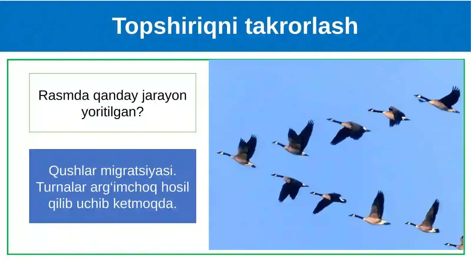 Parrandachilik 4