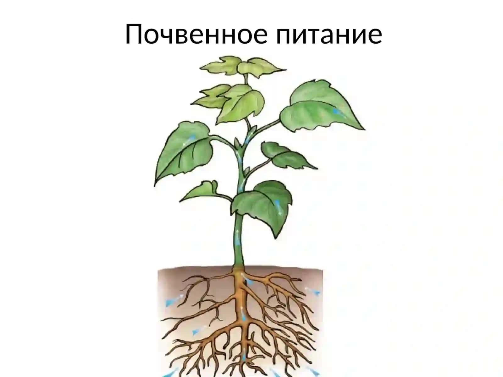 Корень 4