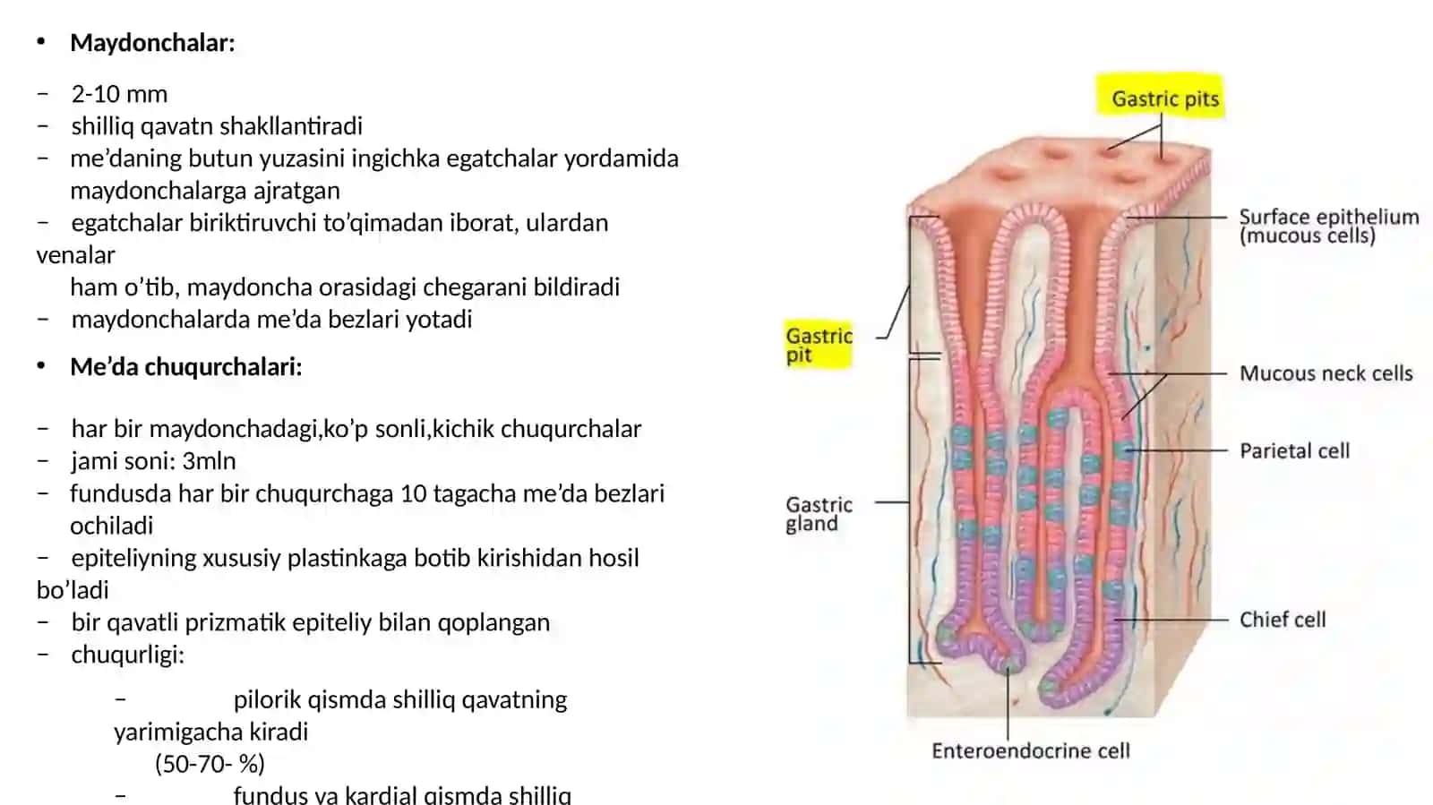 Hazmsistema Gistologiyasi 4