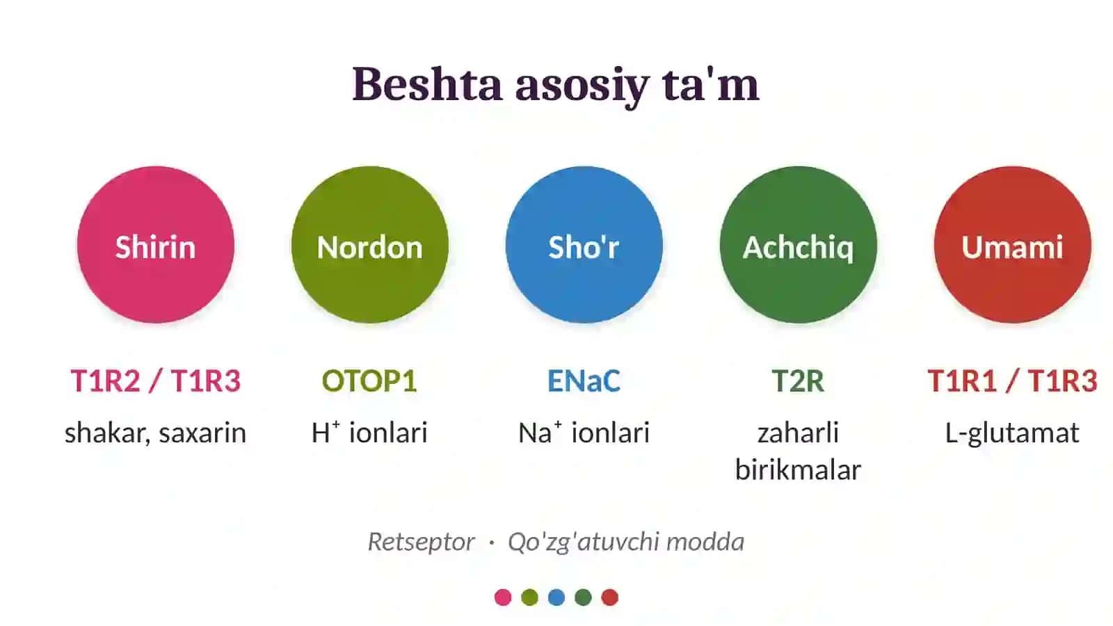 Ta’m bilishning biokimyoviy asoslari — 15 slayd 4