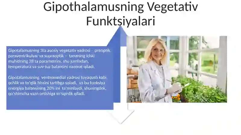 Vegetativ oliy markazlar va ularning funktsional ahamiyati 4