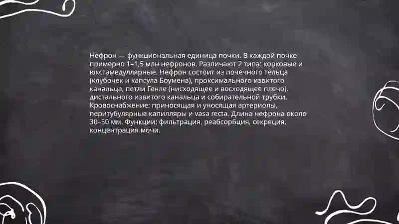 Почки 4