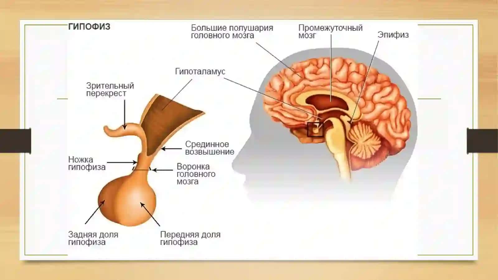 Endokrin bezlari ishlab chiqaradigan gormonlar va ularning vazifalari 4