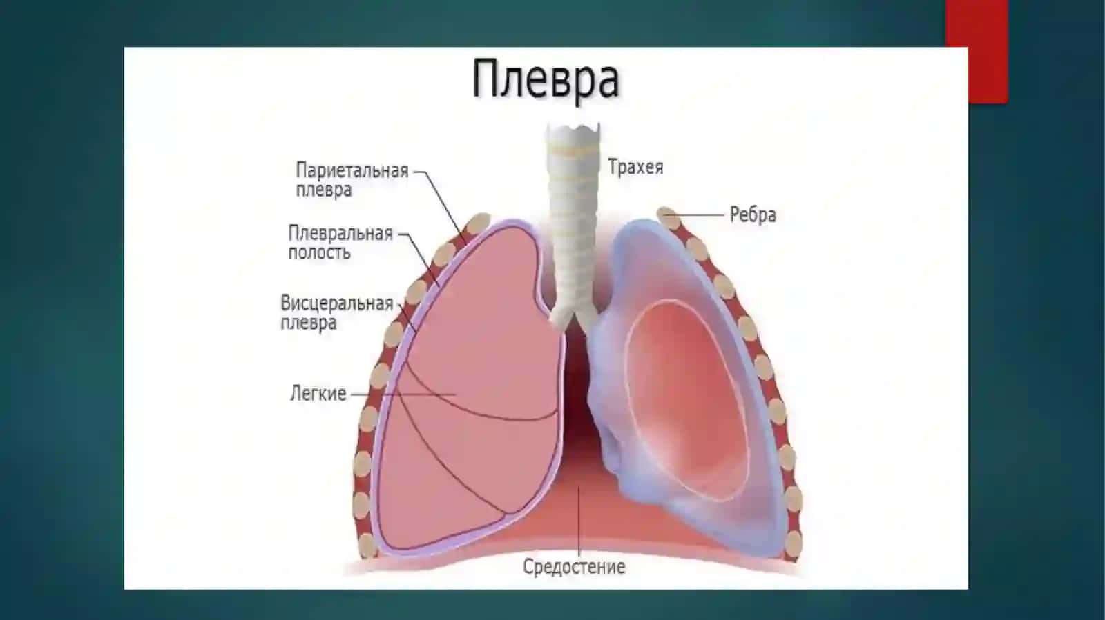 PLEVRA. KO’KS ORALIG’I. ULARNING YOSHGA QARAB O’ZGARISHI 4